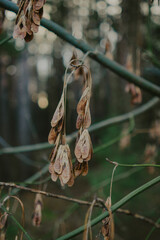 Close-up of forest textures
