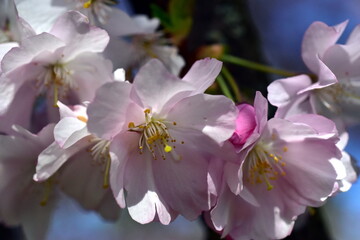 Zweig mit rosa Zierkirschblüten im Frühling