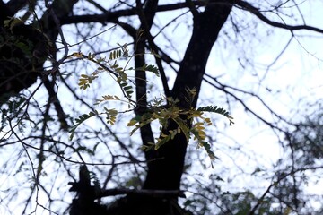 Delicate Branches of Green Leaves Against Dark Tree Silhouette