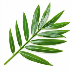 Obraz premium Stunning single green leaf captured in high-quality realistic photography showcasing its intricate details
