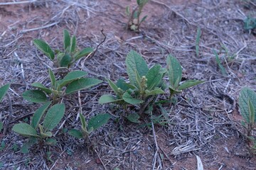 Young Green Plants Growing on Dry Soil in Natural Environment
