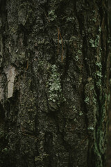 Forest landscape with tree textures