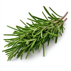 Fototapeta premium Beautifully detailed branch of rosemary isolated on a bright white background showcasing its distinctive green leaves