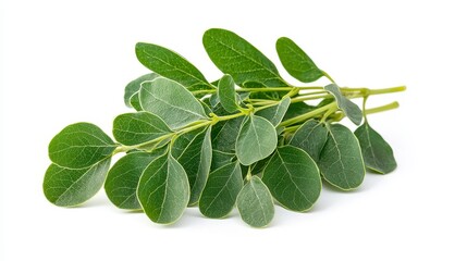 Obraz premium Abundant bunch of fresh sarsaparilla leaves displayed in a lush green arrangement symbolizing nature's bounty