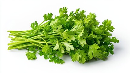 Obraz premium Vibrant bunch of fresh sawtooth coriander leaves isolated on a white background highlighting their rich green color