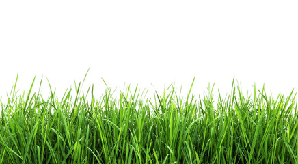 Obraz premium green grass isolated on white background