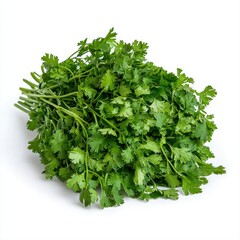 Fototapeta premium Fresh bunch of vietnamese coriander with vibrant green leaves isolated on white background for culinary use and decoration