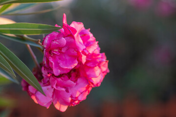 A vibrant pink flower with delicate petals is beautifully illuminated by soft sunlight, creating a striking contrast against the blurred green foliage in the background.