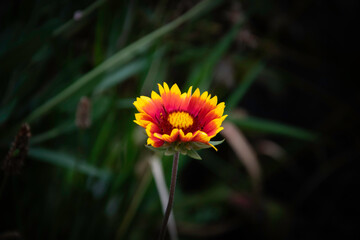  A Gaillardia pulchella flower close-up