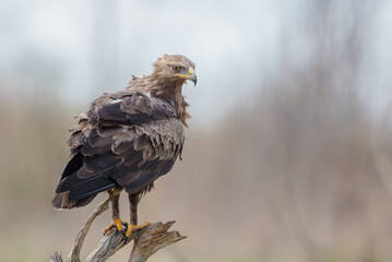 Fototapeta premium Lesser spotted eagle - male bird in spring