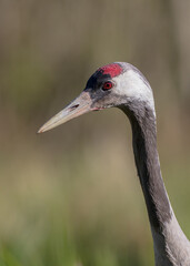 Fototapeta premium The common crane - male bird at a wetland in summer