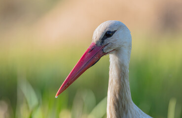 Fototapeta premium The white stork - at a wet fields in spring