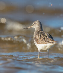 Common Greenshank feeding at a wetland in spring on a migration way