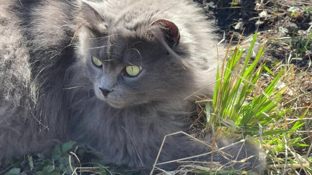 Nebelung cat eating gras