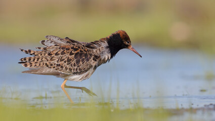 Ruff - male bird at a wetland on the mating season in spring