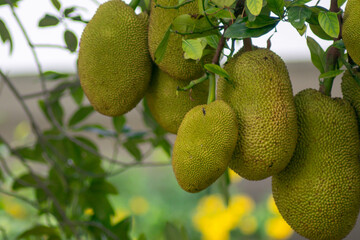 Fresh Jackfruit Hanging on Tree Branch in Garden