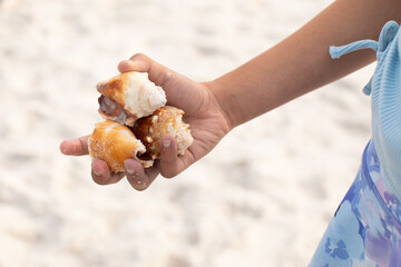 a young girl holding three seashells she found on the beach in her hand