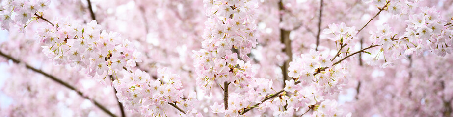 Welcome symbol of spring, pale pink flowers blooming on an ornamental cherry tree, fresh pastel pink nature background
