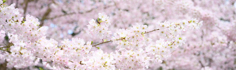 Welcome symbol of spring, pale pink flowers blooming on an ornamental cherry tree, fresh pastel pink nature background
