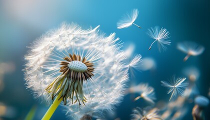 Obraz premium Close-up of a dandelion with seeds floating away, capturing the ethereal moment against a serene blue background.