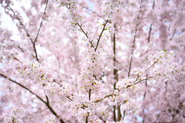 Welcome symbol of spring, pale pink flowers blooming on an ornamental cherry tree, fresh pastel pink nature background
