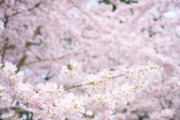 Welcome symbol of spring, pale pink flowers blooming on an ornamental cherry tree, fresh pastel pink nature background
