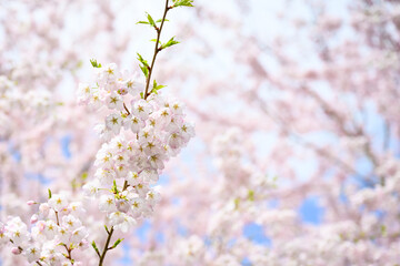 Welcome symbol of spring, pale pink flowers blooming on an ornamental cherry tree, fresh pastel pink nature background
