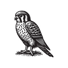 Fototapeta premium Simple American Kestrel Side View Vector Icon – Vintage Logo & Retro Illustration