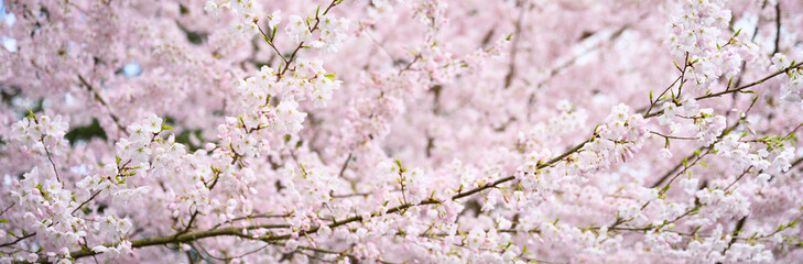 Welcome symbol of spring, pale pink flowers blooming on an ornamental cherry tree, fresh pastel pink nature background
