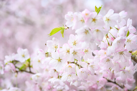 Welcome symbol of spring, pale pink flowers blooming on an ornamental cherry tree, fresh pastel pink nature background
