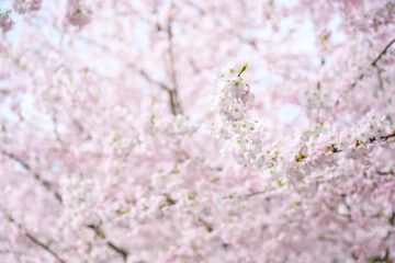 Welcome symbol of spring, pale pink flowers blooming on an ornamental cherry tree, fresh pastel pink nature background
