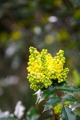 Cheerful bright yellow flowers of Oregon Grape bush blooming in spring, as a nature background
