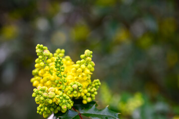 Cheerful bright yellow flowers of Oregon Grape bush blooming in spring, as a nature background
