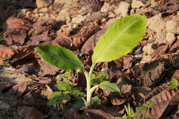 A young banana plant is growing on the soil covered with dry leaves