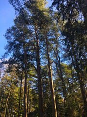Towering pine forest bathed in dappled light with slender vertical tree trunks Long straight trees rise through shaded woodland under soft filtered sunlight