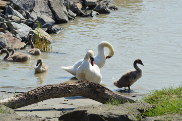 swan family