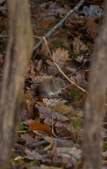 Small vole with reddish-brown fur eating seeds