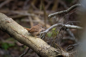Beautiful nature scene with Eurasian Wren