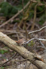 Eurasian Wren (Troglodytes troglodytes) on the branch.