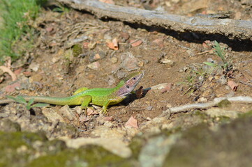 Fototapeta premium lizard on the stone