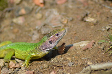 Fototapeta premium lizard on a rock