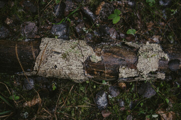 Tree branches and textured bark