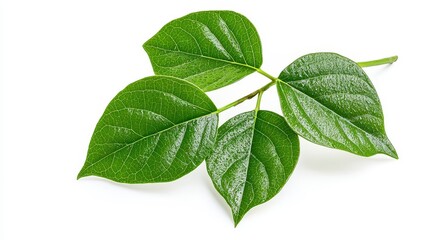 Fresh green leaf with crystal clear water droplets reflecting natural light isolated on a white background