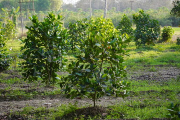 Young jackfruit trees are planted on the field