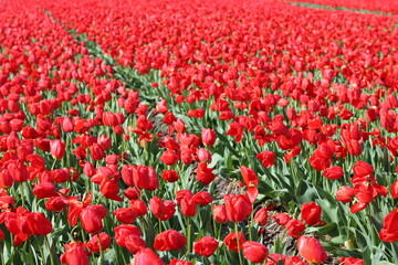 Fototapeta premium Rows of bright red tulips growing in bulb fields in The Netherlands