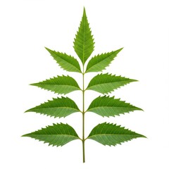 Neem leaf with multiple leaflets arranged symmetrically on a white background isolated shot