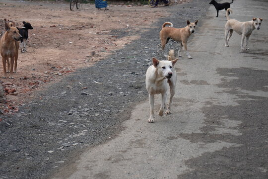 Aggressive street dogs team are came out to take the position of the road 