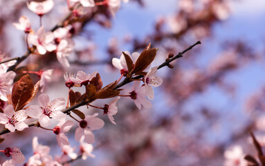 Close-up of pink cherry blossom branch in spring