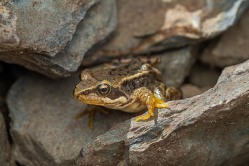 Rana temporaria in Pyrenees, Spain