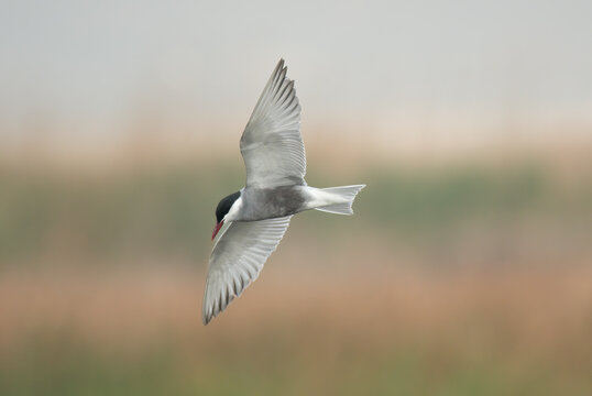 Fumarel cariblanco en la Marjal dels Moros, Valencia, Espa&ntilde;a
